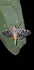 Spilomela