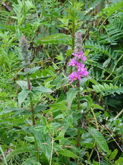 Lythrum salicaria