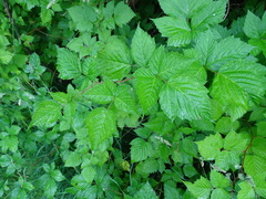 Rubus spectabilis