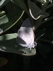 Satyrium sylvinus dryope