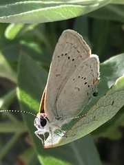Satyrium sylvinus dryope