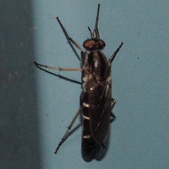 Ozodiceromyia nigrimana