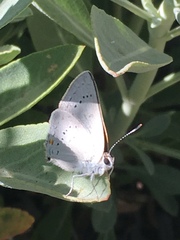 Satyrium sylvinus dryope