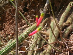 Cleistocactus smaragdiflorus