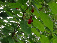 Prunus avium