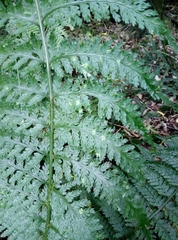 Asplenium bulbiferum