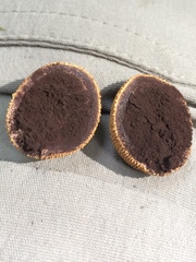 Elaphomyces muricatus