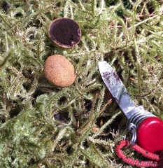 Elaphomyces muricatus