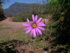Onoseris alata