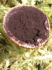 Elaphomyces muricatus