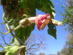 Nicotiana otophora