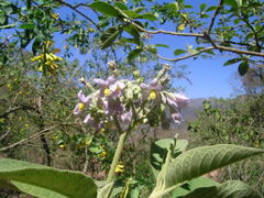 Solanum riparium