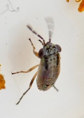 Geocoridae