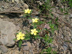 Turnera sidoides