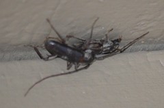 Elaphidion mimeticum