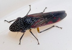 Homalodisca liturata