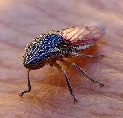 Homalodisca liturata