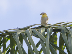 Sicalis flaveola