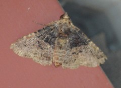 Metria bilineata