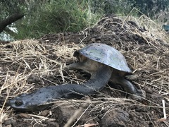 Chelodina expansa