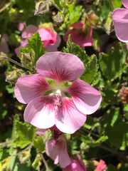 Anisodontea scabrosa