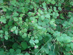 Symphoricarpos albus