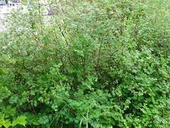 Symphoricarpos albus