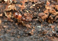 Tmesiphorus costalis