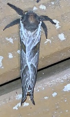 Sthenopis argenteomaculatus