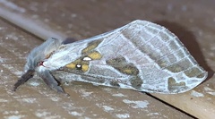 Sthenopis argenteomaculatus