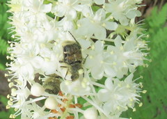 Trichiotinus piger