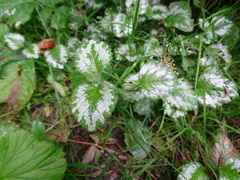 Lamium galeobdolon argentatum