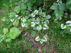 Lamium galeobdolon argentatum