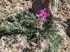 Oxytropis lagopus