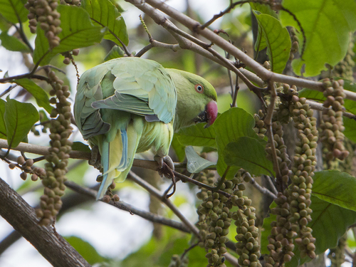 Rose-ringed Parakeet, photo 2 of 9