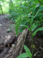 Epipactis helleborine