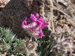 Oxytropis lagopus