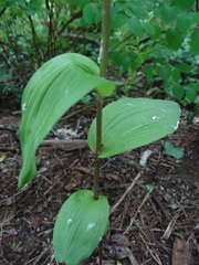 Epipactis helleborine