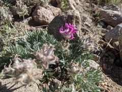 Oxytropis lagopus