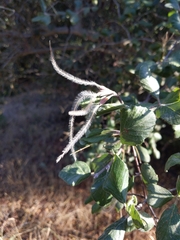 Cercocarpus betuloides blancheae