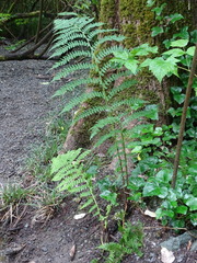 Athyrium filix-femina