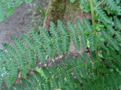 Athyrium filix-femina
