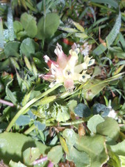 Trifolium fucatum