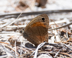 Cissia rubricata pseudocleophes