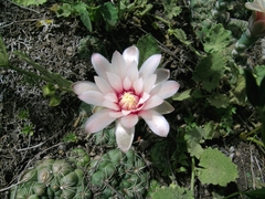 Gymnocalycium capillaense