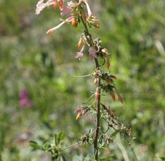 Ipomopsis aggregata candida