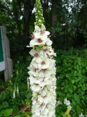 Verbascum nigrum