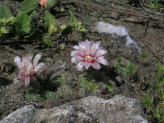 Gymnocalycium capillaense