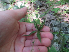 Galium latifolium