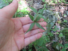 Galium latifolium